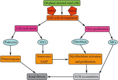 Cell Cycle Dysregulation and Renal Fibrosis